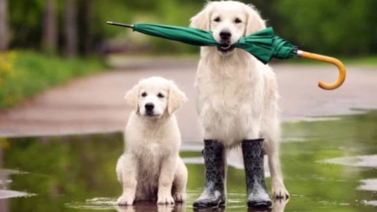 Monsoon Pet Care: ಈ ಮಳೆಗಾಲದಲ್ಲಿ ಸಾಕುಪ್ರಾಣಿಗಳ ಆರೈಕೆ ಹೇಗೆ? ಇಲ್ಲಿವೆ ಸೂಕ್ತ ಸಲಹೆಗಳು Monsoon Pet Care: ಈ ಮಳೆಗಾಲದಲ್ಲಿ ಸಾಕುಪ್ರಾಣಿಗಳ ಆರೈಕೆ ಹೇಗೆ? ಇಲ್ಲಿವೆ ಸೂಕ್ತ ಸಲಹೆಗಳು