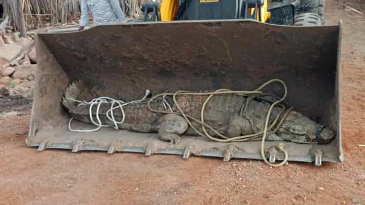 ಆಹಾರ ಅರಸಿ ಗ್ರಾಮದತ್ತ ಬಂದ 9 ಅಡಿ ಉದ್ದದ ಮೊಸಳೆ: ಕಟ್ಟಿ ಹಾಕಿದ ಗ್ರಾಮಸ್ಥರು ಆಹಾರ ಅರಸಿ ಗ್ರಾಮದತ್ತ ಬಂದ 9 ಅಡಿ ಉದ್ದದ ಮೊಸಳೆ: ಕಟ್ಟಿ ಹಾಕಿದ ಗ್ರಾಮಸ್ಥರು