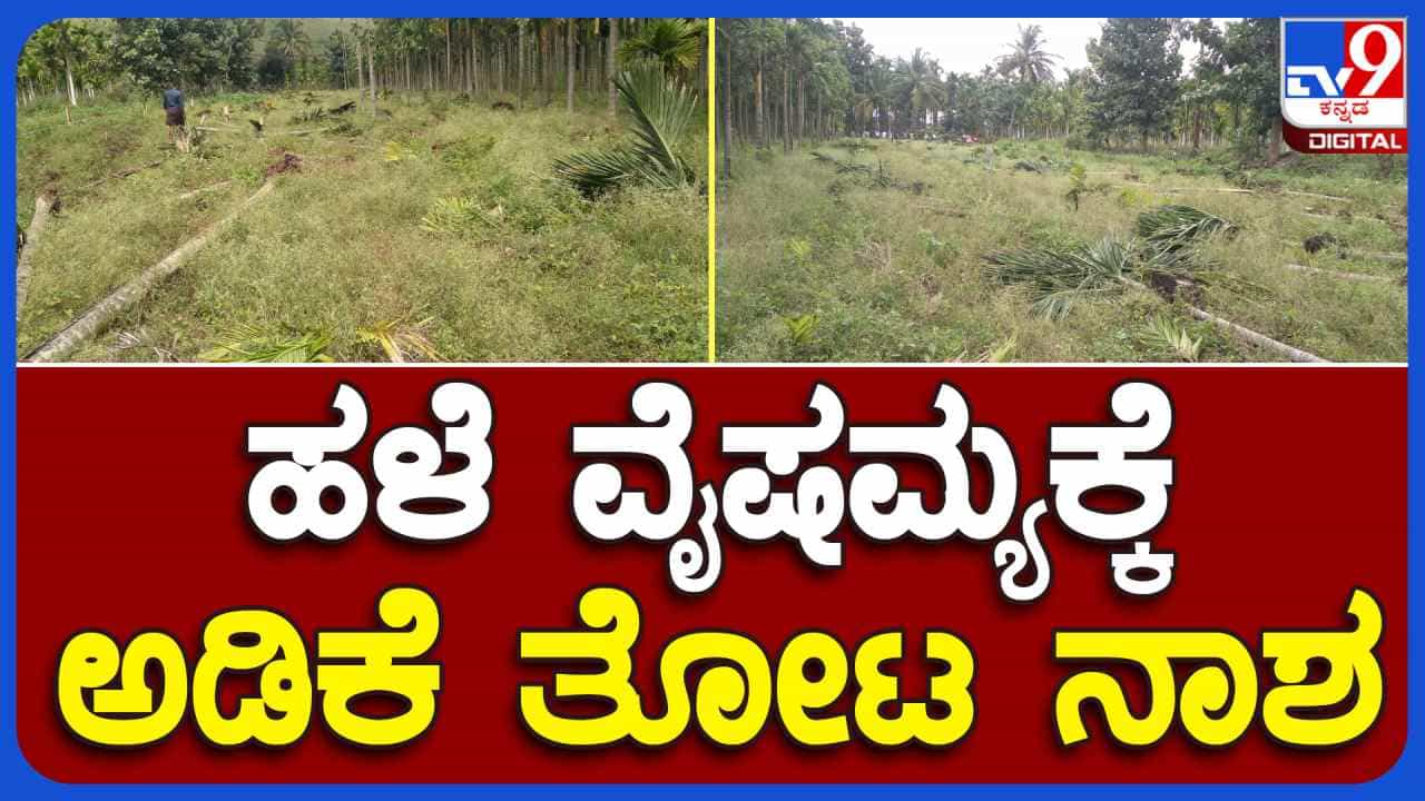 ಅಡಿಕೆ ತೋಟ ನಾಶ ಮಾಡಿದ ದುಷ್ಕರ್ಮಿಗಳು, ವೈಷಮ್ಯಕ್ಕೆ 10 ವರ್ಷದಿಂದ ಪೋಷಣೆ ಮಾಡಿದ ಮರಗಳು ಸರ್ವನಾಶ ಅಡಿಕೆ ತೋಟ ನಾಶ ಮಾಡಿದ ದುಷ್ಕರ್ಮಿಗಳು, ವೈಷಮ್ಯಕ್ಕೆ 10 ವರ್ಷದಿಂದ ಪೋಷಣೆ ಮಾಡಿದ ಮರಗಳು ಸರ್ವನಾಶ
