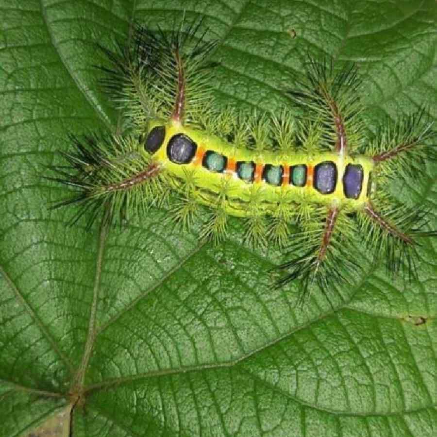 rumour spread in Kalaburagi that human beings will die if bitten by this caterpillar worm photo viral
