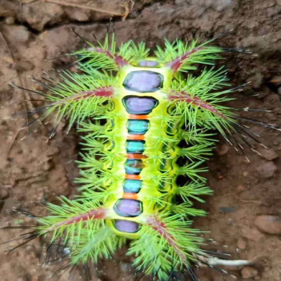 rumour spread in Kalaburagi that human beings will die if bitten by this caterpillar worm photo viral
