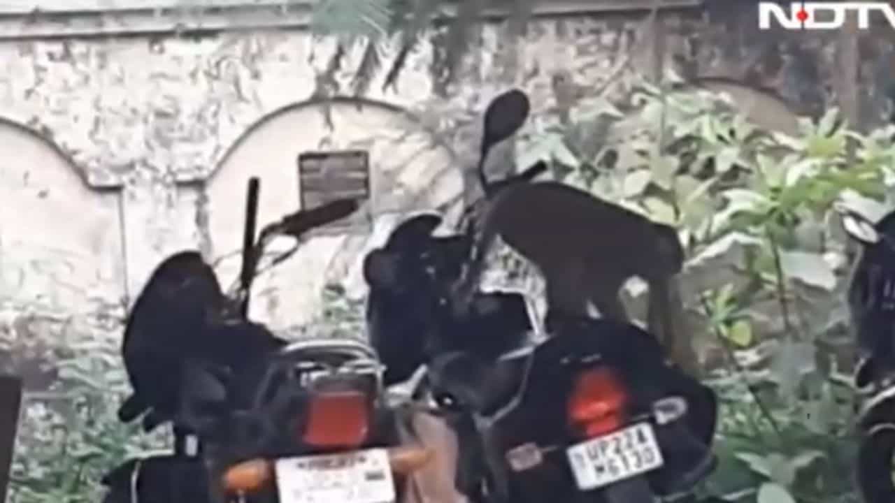 Video: ಬೈಕ್ನಲ್ಲಿದ್ದ 1.5 ಲಕ್ಷ ರೂ. ಹಣದ ಬ್ಯಾಗ್ನ್ನು ಎಗರಿಸಿದ ಮಂಗಣ್ಣ Video: ಬೈಕ್ನಲ್ಲಿದ್ದ 1.5 ಲಕ್ಷ ರೂ. ಹಣದ ಬ್ಯಾಗ್ನ್ನು ಎಗರಿಸಿದ ಮಂಗಣ್ಣ