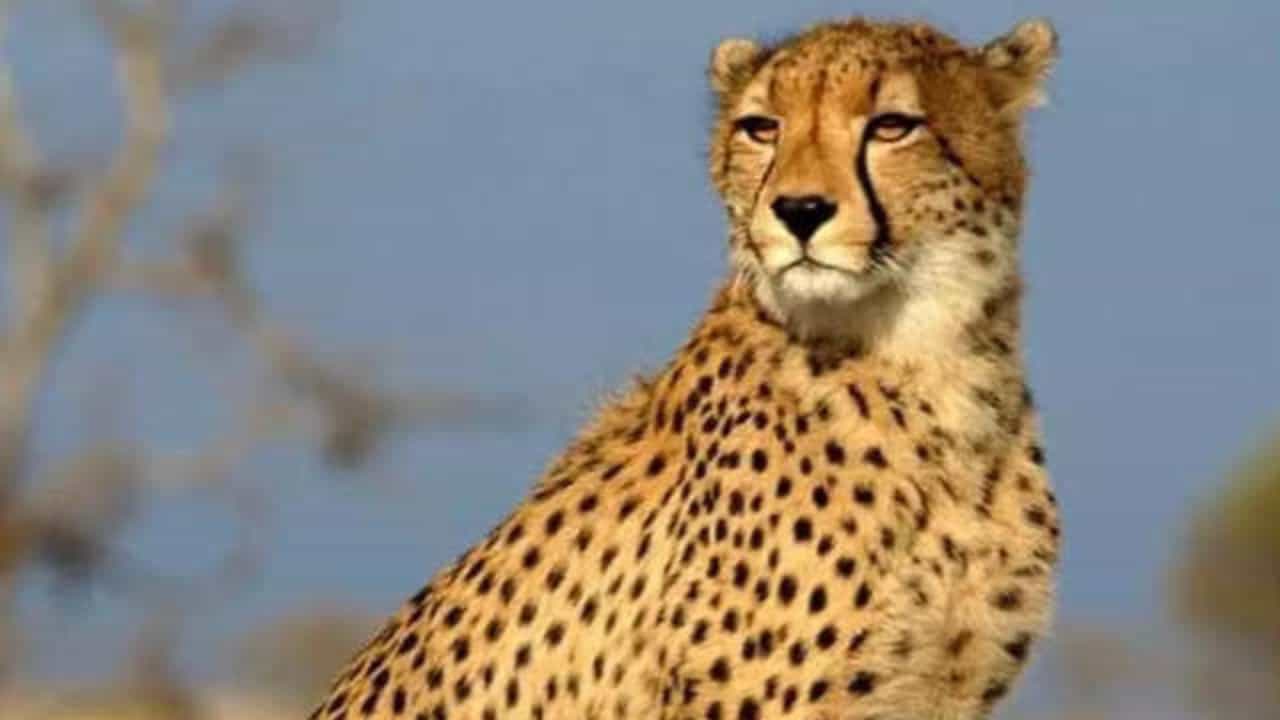 Cheetah Death: ಕುನೊ ರಾಷ್ಟ್ರೀಯ ಉದ್ಯಾನವನದಲ್ಲಿ ಮತ್ತೊಂದು ಚೀತಾ ಸಾವು, ನಾಲ್ಕು ತಿಂಗಳಲ್ಲಿ 8ನೇ ಘಟನೆ Cheetah Death: ಕುನೊ ರಾಷ್ಟ್ರೀಯ ಉದ್ಯಾನವನದಲ್ಲಿ ಮತ್ತೊಂದು ಚೀತಾ ಸಾವು, ನಾಲ್ಕು ತಿಂಗಳಲ್ಲಿ 8ನೇ ಘಟನೆ