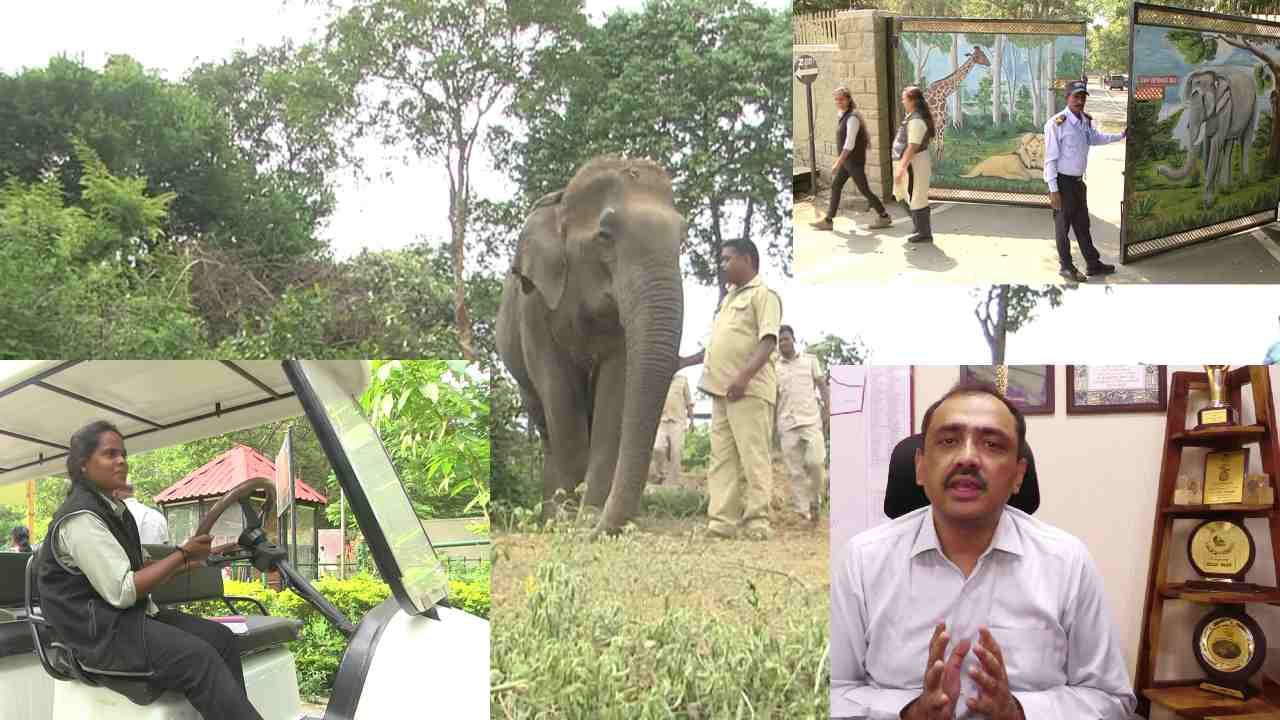 ಬನ್ನೇರುಘಟ್ಟ ಪಾರ್ಕ್: ಬುಡಕಟ್ಟು ಯುವತಿಯರಿಗೆ ಬ್ಯಾಟರಿ ಚಾಲಿತ ವಾಹನಗಳ ಡ್ರೈವಿಂಗ್ ಕೆಲಸ, ಮಾವುತರ ಮನೆ ಮಂದಿಗೆ ಹೊಲಿಗೆ ತರಬೇತಿ ಬನ್ನೇರುಘಟ್ಟ ಪಾರ್ಕ್: ಬುಡಕಟ್ಟು ಯುವತಿಯರಿಗೆ ಬ್ಯಾಟರಿ ಚಾಲಿತ ವಾಹನಗಳ ಡ್ರೈವಿಂಗ್ ಕೆಲಸ, ಮಾವುತರ ಮನೆ ಮಂದಿಗೆ ಹೊಲಿಗೆ ತರಬೇತಿ
