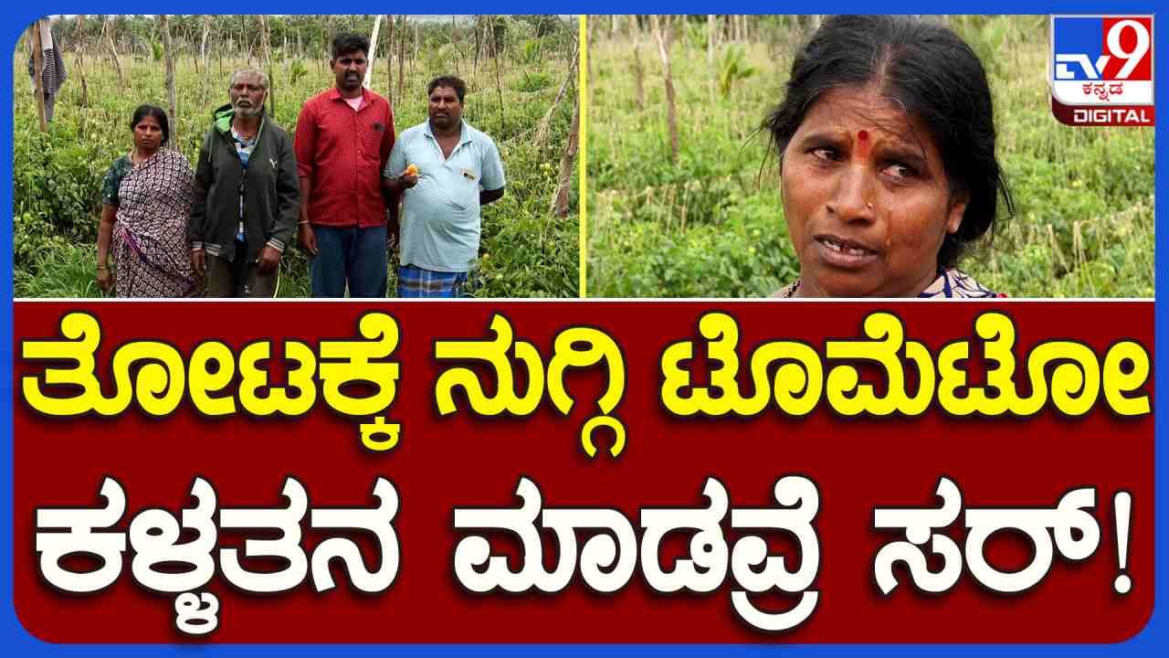 Tomato theft: ಟೊಮೆಟೊ ಬೆಲೆ ಗಗನಕ್ಕೆ.. ತೋಟಕ್ಕೆ ನುಗ್ಗಿ ನೂರಾರು ಕೆಜಿ ಟೊಮೆಟೊ ಕಳ್ಳತನ