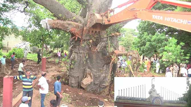 ಸವಣೂರಿನ ಅಪರೂಪದ ತ್ರಿವಳಿ ಹುಣಸೆ ಮರಗಳು: ನೆಲಕ್ಕುರುಳಿದ ಸಾವಿರಾರು ವರ್ಷಗಳ ಮರಕ್ಕೆ ಮರು ಜೀವ ತುಂಬಿದ ಸ್ಥಳೀಯರು, ಜಿಲ್ಲಾಡಳಿತ
