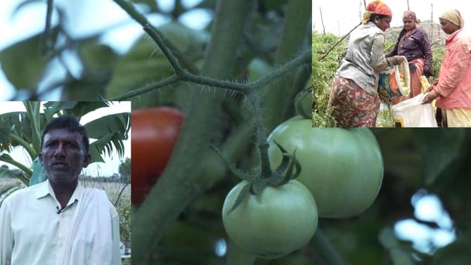 Tomato Experiment: ಲಾಟರಿ ಬೆಳೆ ಟೊಮ್ಯಾಟೊ ಕಸಿಗೆ ಇಳಿದ ಕೋಲಾರದ ಶ್ರಮಜೀವಿ ರೈತ: ಬದನೆ ಕಾಯಿಗೆ ಟೊಮ್ಯಾಟೊ ಕಸಿ! ಏನಿದು ಪ್ರಯೋಗ? Tomato Experiment: ಲಾಟರಿ ಬೆಳೆ ಟೊಮ್ಯಾಟೊ ಕಸಿಗೆ ಇಳಿದ ಕೋಲಾರದ ಶ್ರಮಜೀವಿ ರೈತ: ಬದನೆ ಕಾಯಿಗೆ ಟೊಮ್ಯಾಟೊ ಕಸಿ! ಏನಿದು ಪ್ರಯೋಗ?