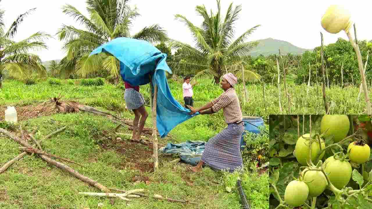 Tomato Theft: ರಾತ್ರೋರಾತ್ರಿ ಕೆಂಪು ಸುಂದರಿಯರ ಚೋರಿ! ರೈತನಿಗೆ ಖುಷಿಯ ಜೊತೆಗೆ ಸಂಕಷ್ಟ! ಹಾಸನದಲ್ಲಿ ಮತ್ತೆ ಏನಾಯ್ತು ಟೊಮ್ಯಾಟೋಗೆ? Tomato Theft: ರಾತ್ರೋರಾತ್ರಿ ಕೆಂಪು ಸುಂದರಿಯರ ಚೋರಿ! ರೈತನಿಗೆ ಖುಷಿಯ ಜೊತೆಗೆ ಸಂಕಷ್ಟ! ಹಾಸನದಲ್ಲಿ ಮತ್ತೆ ಏನಾಯ್ತು ಟೊಮ್ಯಾಟೋಗೆ?