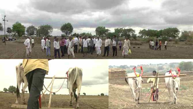 Achievement: ಮೂಕಪ್ರಾಣಿಗಳ ಸಾಧನೆ! ಬೆಳಗ್ಗೆ 5 ರಿಂದ ಸಂಜೆ 5 ಗಂಟೆವರೆಗೆ ಜಮೀನು ಉಳುಮೆ ಮಾಡಿದ ಮಧ್ಯ ವಯಸ್ಸಿನ ಜೋಡೆತ್ತು!