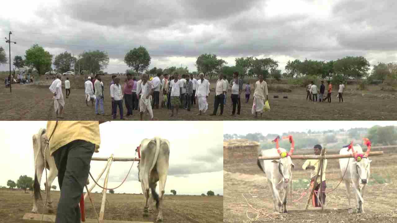 Achievement: ಮೂಕಪ್ರಾಣಿಗಳ ಸಾಧನೆ! ಬೆಳಗ್ಗೆ 5 ರಿಂದ ಸಂಜೆ 5 ಗಂಟೆವರೆಗೆ ಜಮೀನು ಉಳುಮೆ ಮಾಡಿದ ಮಧ್ಯ ವಯಸ್ಸಿನ ಜೋಡೆತ್ತು!