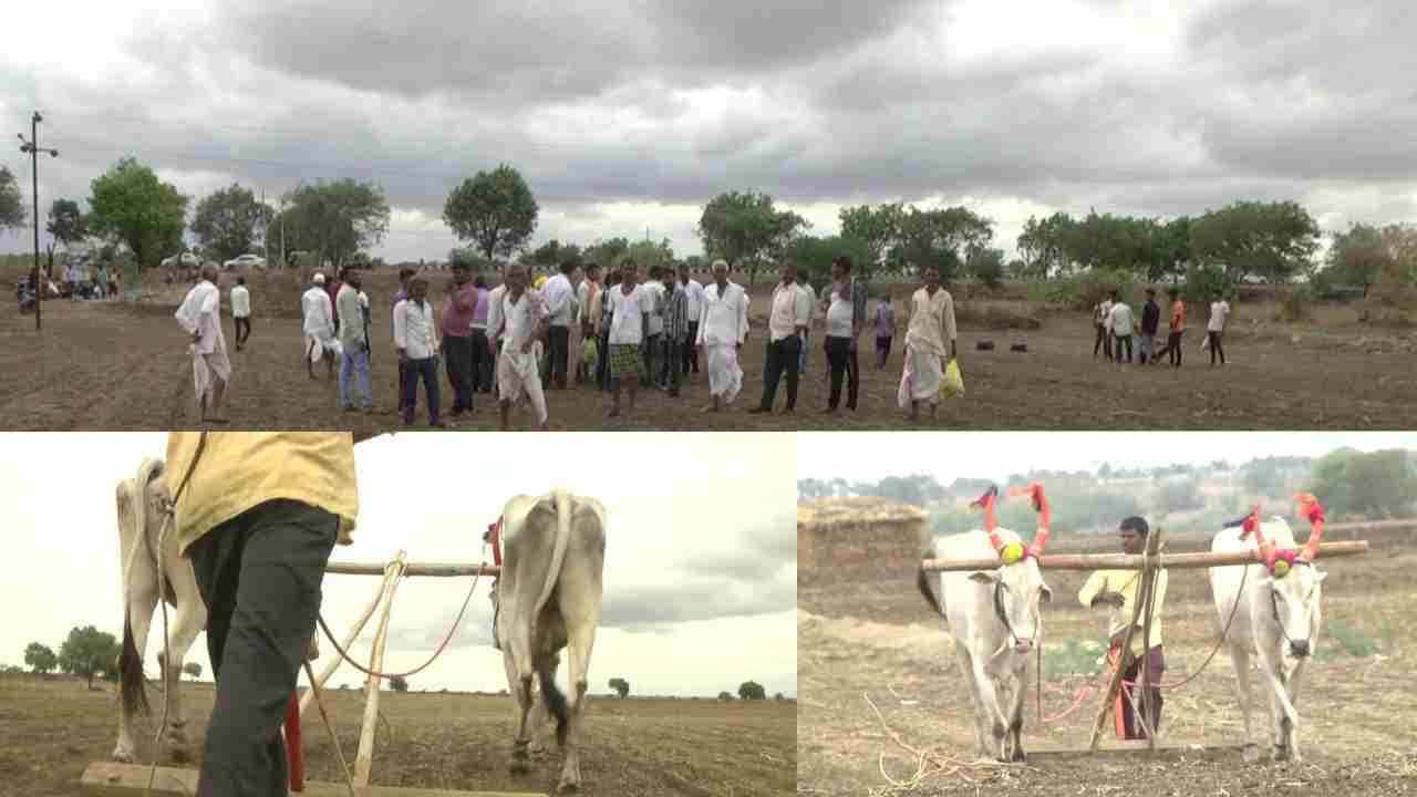 Achievement: ಮೂಕಪ್ರಾಣಿಗಳ ಸಾಧನೆ! ಬೆಳಗ್ಗೆ 5 ರಿಂದ ಸಂಜೆ 5 ಗಂಟೆವರೆಗೆ ಜಮೀನು ಉಳುಮೆ ಮಾಡಿದ ಮಧ್ಯ ವಯಸ್ಸಿನ ಜೋಡೆತ್ತು! Achievement: ಮೂಕಪ್ರಾಣಿಗಳ ಸಾಧನೆ! ಬೆಳಗ್ಗೆ 5 ರಿಂದ ಸಂಜೆ 5 ಗಂಟೆವರೆಗೆ ಜಮೀನು ಉಳುಮೆ ಮಾಡಿದ ಮಧ್ಯ ವಯಸ್ಸಿನ ಜೋಡೆತ್ತು!