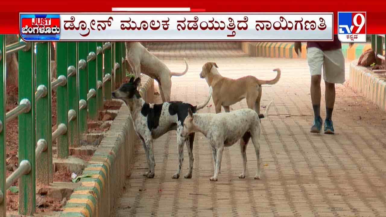 BBMP survey for castration: ಬೀದಿನಾಯಿಗಳ ಉಪಟಳಕ್ಕೆ ಬೆಂಗಳೂರಿಗರು ಗಢಗಢ ನಡುಗುತ್ತಿದ್ದಾರೆ, ಬಿಬಿಎಂಪಿ ನಾಯಿಗಳ ಲೆಕ್ಕ ಹಾಕುತ್ತಿದೆ!