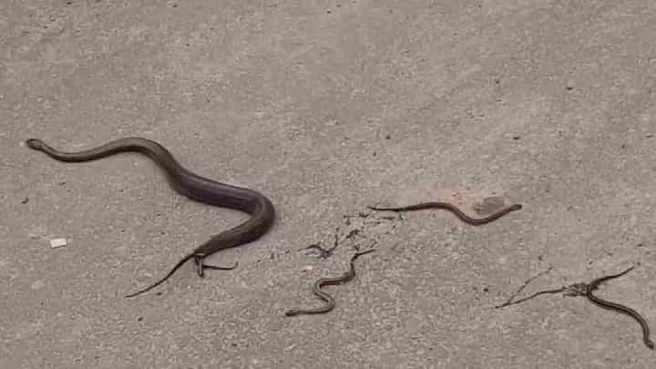 Snakelets birth: ನಡುರಸ್ತೆಯಲ್ಲಿ ಸರಸರನೇ ಸಾಲಾಗಿ ಮರಿಗಳಿಗೆ ಜನ್ಮ ನೀಡಿದ ಹಾವು, ಕುತೂಹಲಗೊಂಡ ಜನ! Snakelets birth: ನಡುರಸ್ತೆಯಲ್ಲಿ ಸರಸರನೇ ಸಾಲಾಗಿ ಮರಿಗಳಿಗೆ ಜನ್ಮ ನೀಡಿದ ಹಾವು, ಕುತೂಹಲಗೊಂಡ ಜನ!