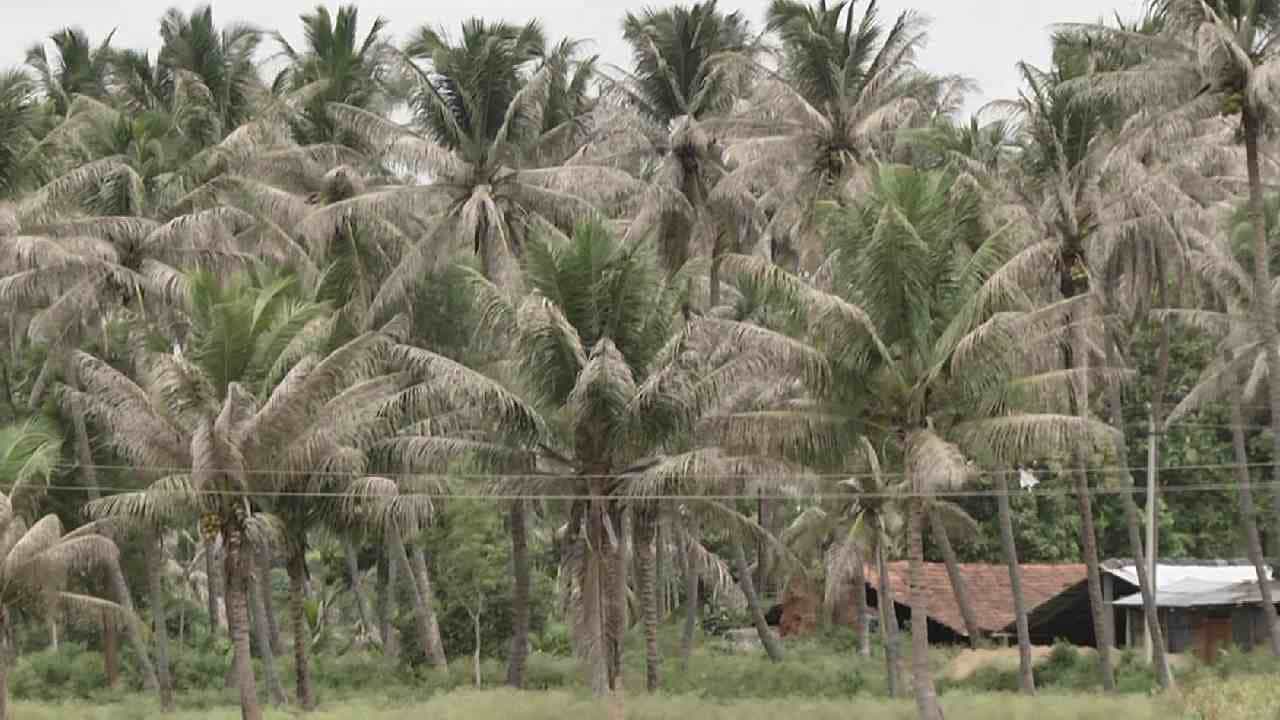ಕಲ್ಪವೃಕ್ಷಕ್ಕೆ ಕಪ್ಪುತಲೆ ಹುಳುವಿನ ಕಾಟ-ಆತಂಕದಲ್ಲಿ ಮಂಡ್ಯ ಜಿಲ್ಲೆಯ ತೆಂಗು ಬೆಳೆಗಾರರು ಕಲ್ಪವೃಕ್ಷಕ್ಕೆ ಕಪ್ಪುತಲೆ ಹುಳುವಿನ ಕಾಟ-ಆತಂಕದಲ್ಲಿ ಮಂಡ್ಯ ಜಿಲ್ಲೆಯ ತೆಂಗು ಬೆಳೆಗಾರರು