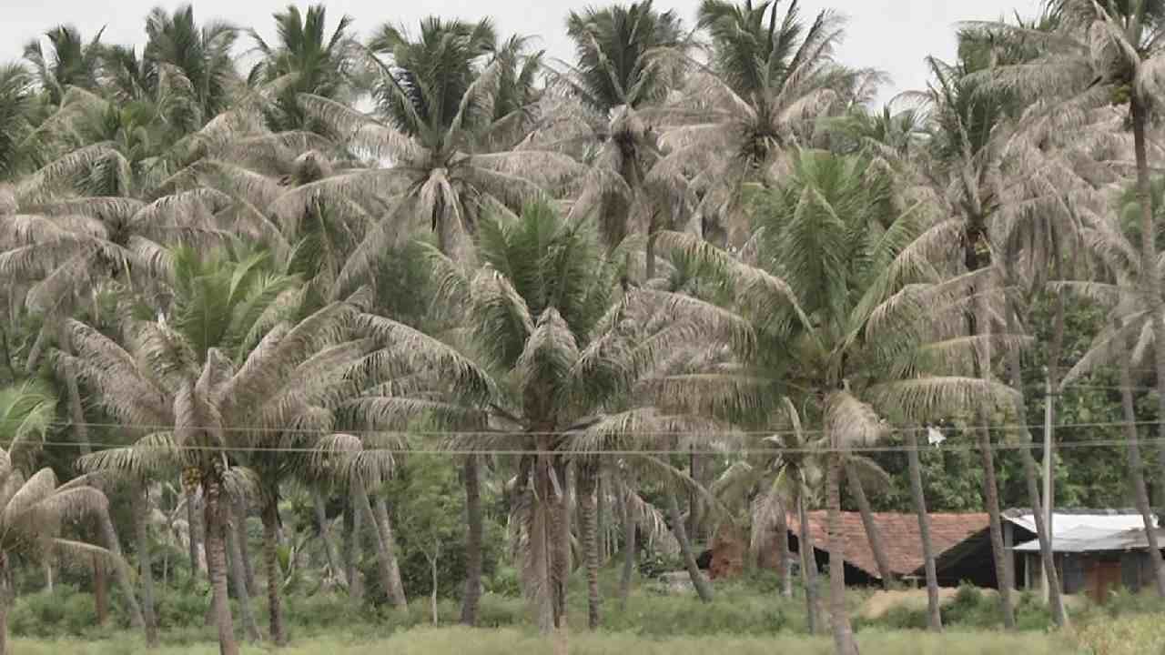 ಕಲ್ಪವೃಕ್ಷಕ್ಕೆ ಕಪ್ಪುತಲೆ ಹುಳುವಿನ ಕಾಟ-ಆತಂಕದಲ್ಲಿ ಮಂಡ್ಯ ಜಿಲ್ಲೆಯ ತೆಂಗು ಬೆಳೆಗಾರರು