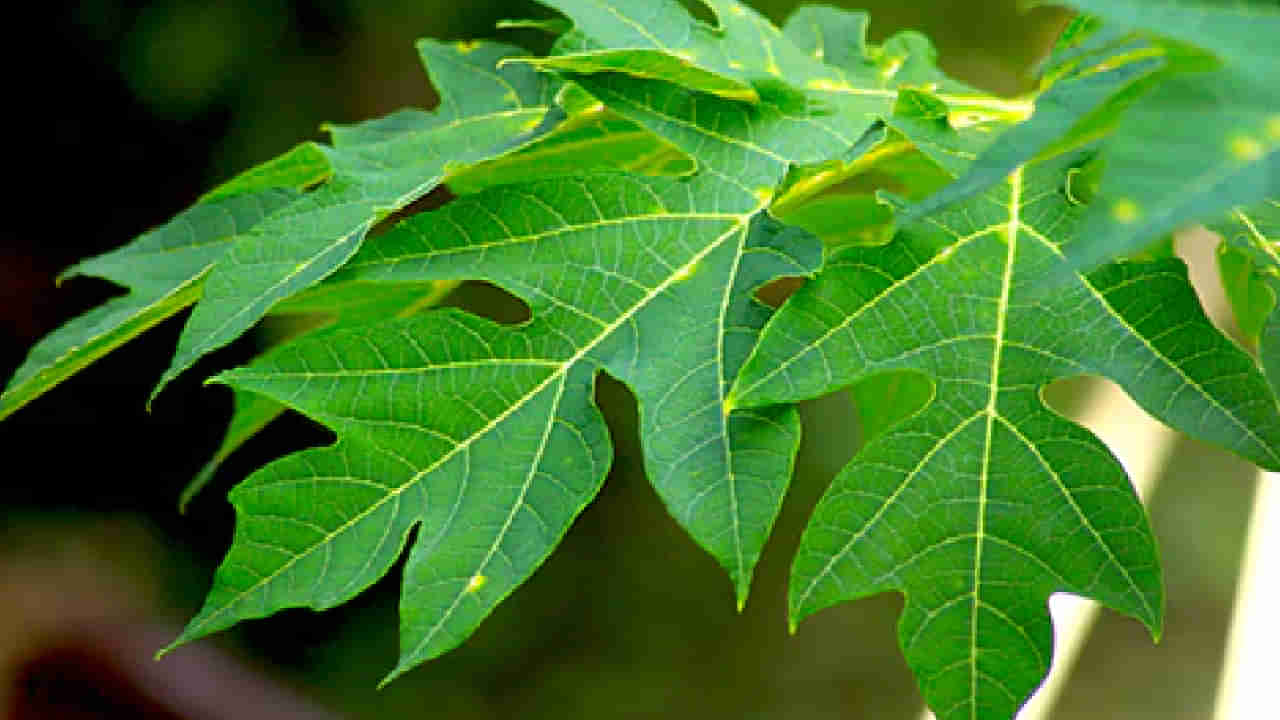 Papaya Leaves: ಪಪ್ಪಾಯಿ ಎಲೆಯ ರಸ ಡೆಂಗ್ಯೂಗೆ ಸೂಕ್ತ ಔಷಧಿಯೇ? ತಜ್ಞರು ಹೇಳುವುದೇನು?