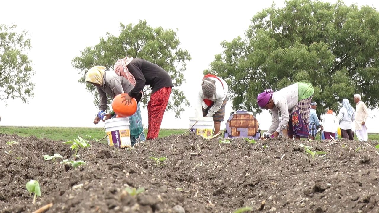 raichur farmers using tanker water to cultivate cotton due to delay in monsoon