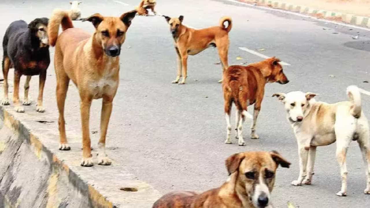 Gujarat: ಗುಜರಾತ್ನಲ್ಲಿ ಎರಡು ವರ್ಷದ ಮಗುವನ್ನು ಕಚ್ಚಿ ಕೊಂದ ಬೀದಿ ನಾಯಿಗಳು Gujarat: ಗುಜರಾತ್ನಲ್ಲಿ ಎರಡು ವರ್ಷದ ಮಗುವನ್ನು ಕಚ್ಚಿ ಕೊಂದ ಬೀದಿ ನಾಯಿಗಳು