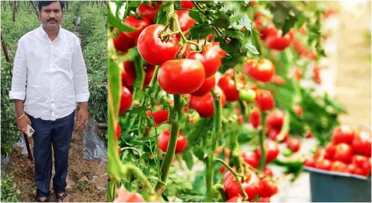 Tomato Price Hike: ಟೊಮೆಟೊ ಕೃಷಿಯಿಂದ 1.8 ಕೋಟಿ ರೂ. ಗಳಿಸಿದ ತೆಲಂಗಾಣದ ರೈತ! Tomato Price Hike: ಟೊಮೆಟೊ ಕೃಷಿಯಿಂದ 1.8 ಕೋಟಿ ರೂ. ಗಳಿಸಿದ ತೆಲಂಗಾಣದ ರೈತ!