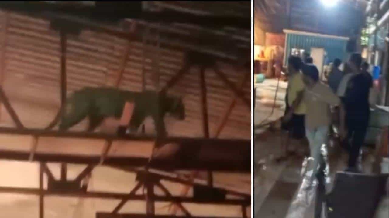 Viral: ಮುಂಬೈ: ಮರಾಠಿ ಧಾರಾವಾಹಿ ಸೆಟ್ನಲ್ಲಿ ಕಾಣಿಸಿಕೊಂಡ ಮರಿಚಿರತೆ Viral: ಮುಂಬೈ: ಮರಾಠಿ ಧಾರಾವಾಹಿ ಸೆಟ್ನಲ್ಲಿ ಕಾಣಿಸಿಕೊಂಡ ಮರಿಚಿರತೆ