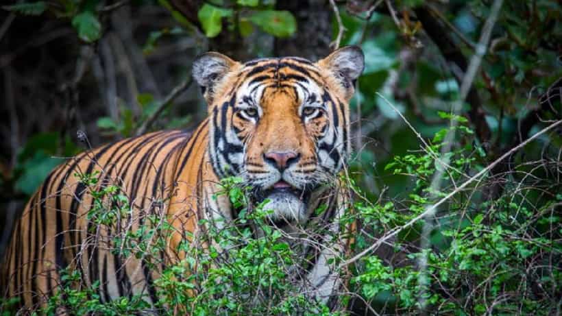 International Tiger Day 2023: ಕರ್ನಾಟಕದಲ್ಲಿವೆ 435ಹುಲಿಗಳು, ಯಾವ್ಯಾವ ಅರಣ್ಯದಲ್ಲಿ ಎಷ್ಟು? ಇಲ್ಲಿದೆ ಅಂಕಿ ಅಂಶಗಳು