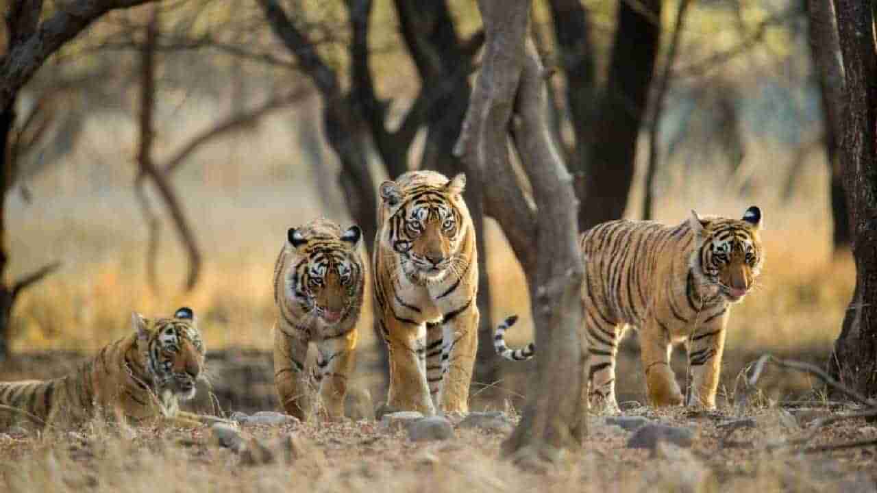 Tiger Census 2022: ಹುಲಿ ಗಣತಿ 2022ರ ವರದಿ ಬಿಡುಗಡೆ: ಕರ್ನಾಟಕಕ್ಕೆ ಮತ್ತೆ 2ನೇ ಸ್ಥಾನ