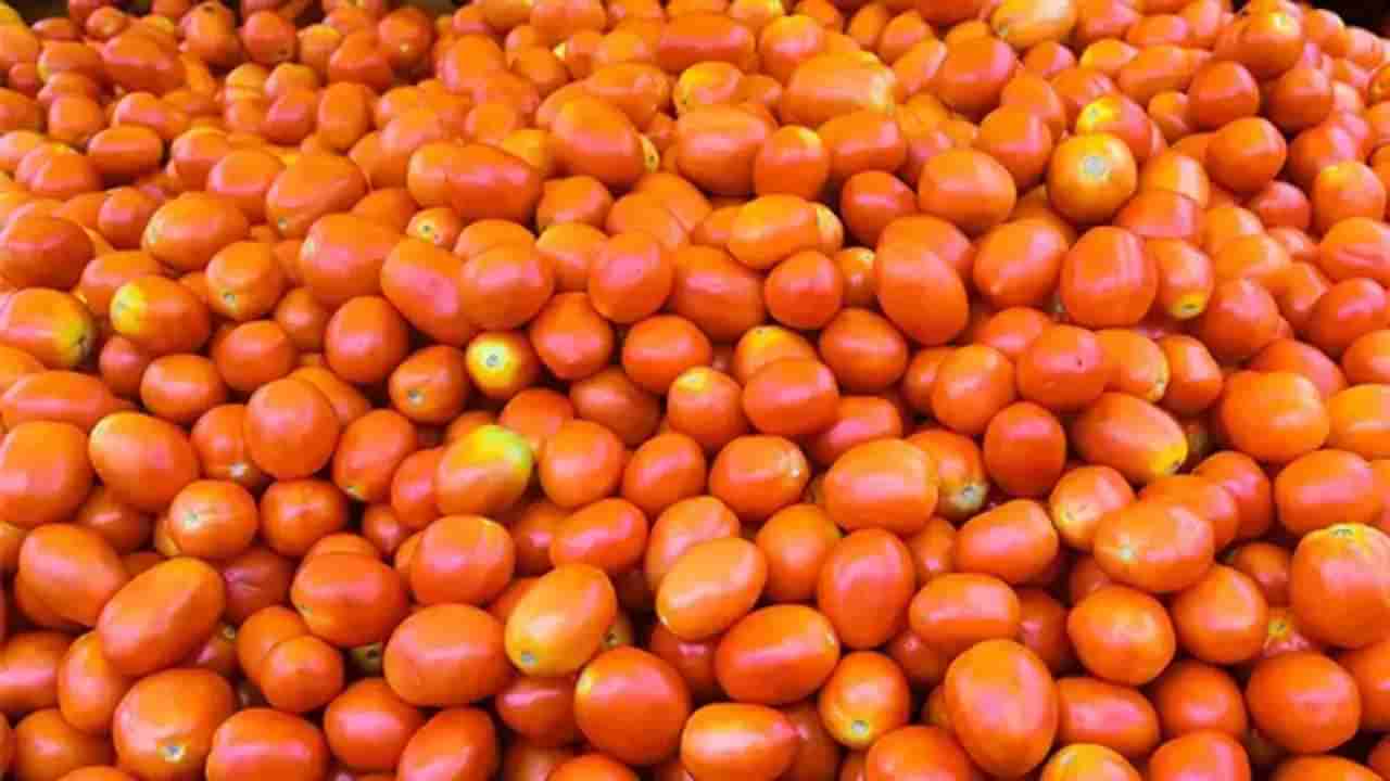 Tomato: ಬೆಲೆ ಏರಿಕೆಯಾದಾಗಿಂದ ಟೊಮೆಟೊವನ್ನು ಕಾಪಾಡಿಕೊಳ್ಳಲು ರೈತರ ಸಾಹಸ: ರಾಜಸ್ಥಾನದಲ್ಲಿ ಒಂದೂವರೆ ಕ್ವಿಂಟಾಲ್ ಕಳ್ಳತನ