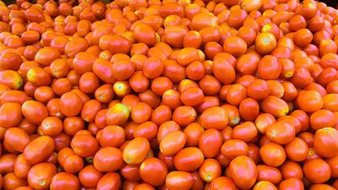 Tomato: ಬೆಲೆ ಏರಿಕೆಯಾದಾಗಿಂದ ಟೊಮೆಟೊವನ್ನು ಕಾಪಾಡಿಕೊಳ್ಳಲು ರೈತರ ಸಾಹಸ: ರಾಜಸ್ಥಾನದಲ್ಲಿ ಒಂದೂವರೆ ಕ್ವಿಂಟಾಲ್ ಕಳ್ಳತನ Tomato: ಬೆಲೆ ಏರಿಕೆಯಾದಾಗಿಂದ ಟೊಮೆಟೊವನ್ನು ಕಾಪಾಡಿಕೊಳ್ಳಲು ರೈತರ ಸಾಹಸ: ರಾಜಸ್ಥಾನದಲ್ಲಿ ಒಂದೂವರೆ ಕ್ವಿಂಟಾಲ್ ಕಳ್ಳತನ