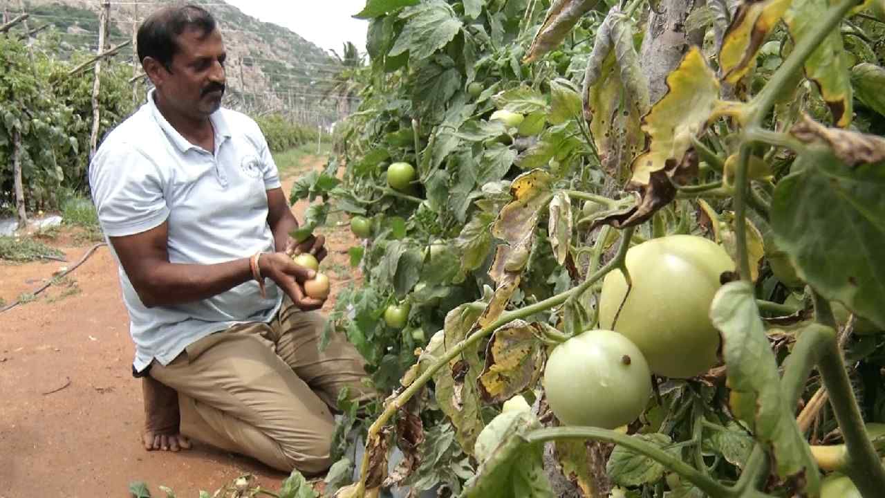 ಗಗನಕ್ಕೇರಿದ ಟೊಮ್ಯಾಟೊ ಬೆಲೆ, ಕೋಟೀಶ್ವರರಾಗಲಿದ್ದಾರೆ ಕೋಲಾರದ ಈ ಬೆಳೆಗಾರರು