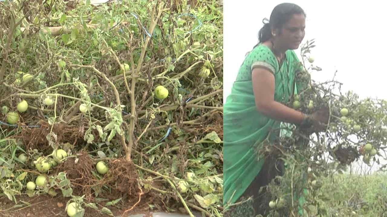 ಬಂಪರ್ ಬೆಲೆ ನಡುವೆ ಟೊಮೆಟೊ ಬೆಳೆ ನಾಶ ಮಾಡಿದ ಕಿಡಿಗೇಡಿಗಳು, ಕಣ್ಣೀರಾದ ರೈತ ಮಹಿಳೆ