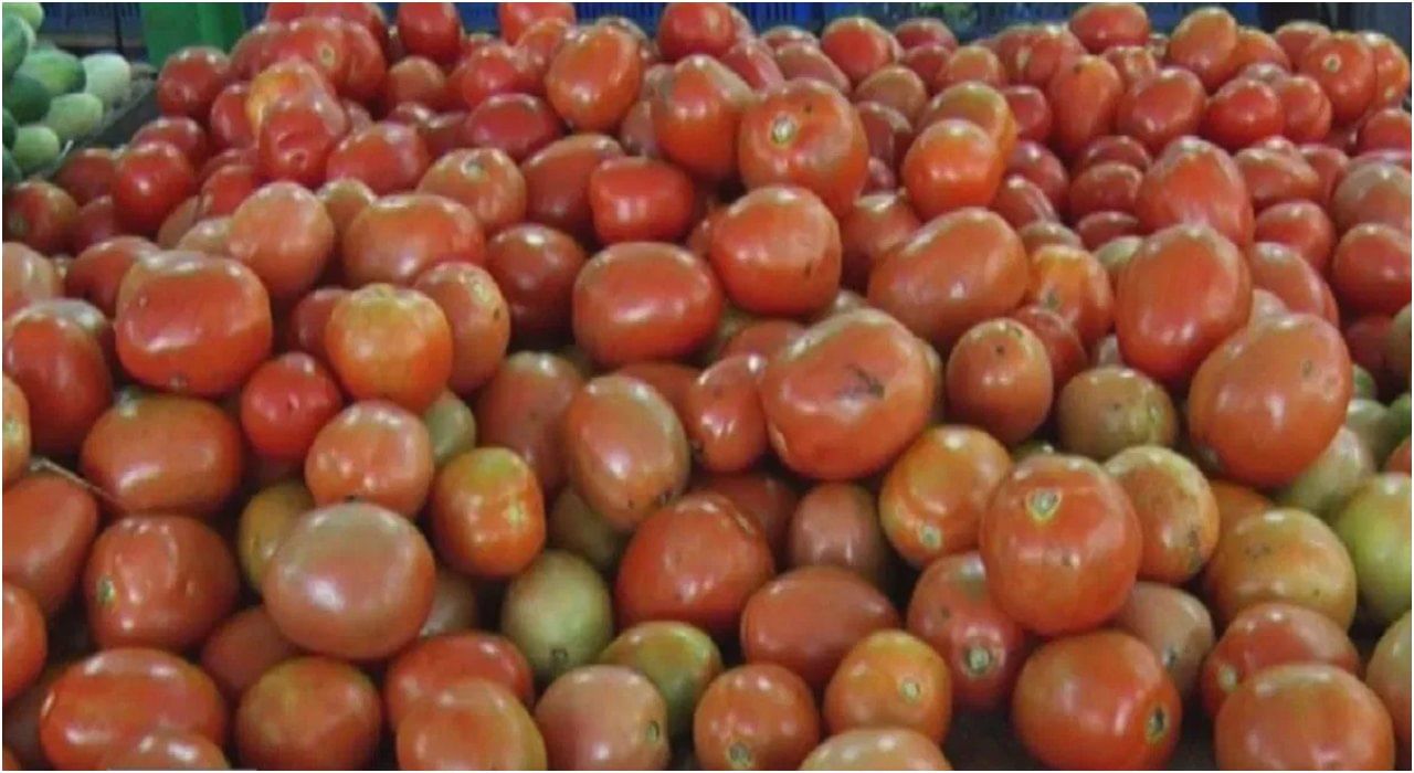 Tomato: ತಾಯಿಯ ಆಸೆ ಪೂರೈಸಲು ದುಬೈಯಿಂದ 10 ಕೆಜಿ ಟೊಮೆಟೊ ತಂದ ಮಗಳು! ಟ್ವೀಟ್ ವೈರಲ್ Tomato: ತಾಯಿಯ ಆಸೆ ಪೂರೈಸಲು ದುಬೈಯಿಂದ 10 ಕೆಜಿ ಟೊಮೆಟೊ ತಂದ ಮಗಳು! ಟ್ವೀಟ್ ವೈರಲ್