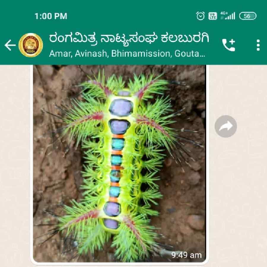 rumour spread in Kalaburagi that human beings will die if bitten by this caterpillar worm photo viral
