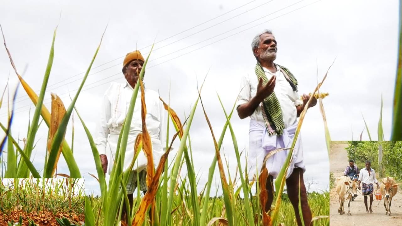 ಕೈ ಕೊಟ್ಟ ಮುಂಗಾರು ಕಂಗಾಲಾದ ಅನ್ನದಾತ! ಇತ್ತ ಬೆಳೆಯೂ ಇಲ್ಲದೆ, ಅತ್ತ ಜಾನುವಾರುಗಳಿಗೆ ಮೇವು ಇಲ್ಲದೆ ರೈತರ ಪರದಾಟ ಕೈ ಕೊಟ್ಟ ಮುಂಗಾರು ಕಂಗಾಲಾದ ಅನ್ನದಾತ! ಇತ್ತ ಬೆಳೆಯೂ ಇಲ್ಲದೆ, ಅತ್ತ ಜಾನುವಾರುಗಳಿಗೆ ಮೇವು ಇಲ್ಲದೆ ರೈತರ ಪರದಾಟ