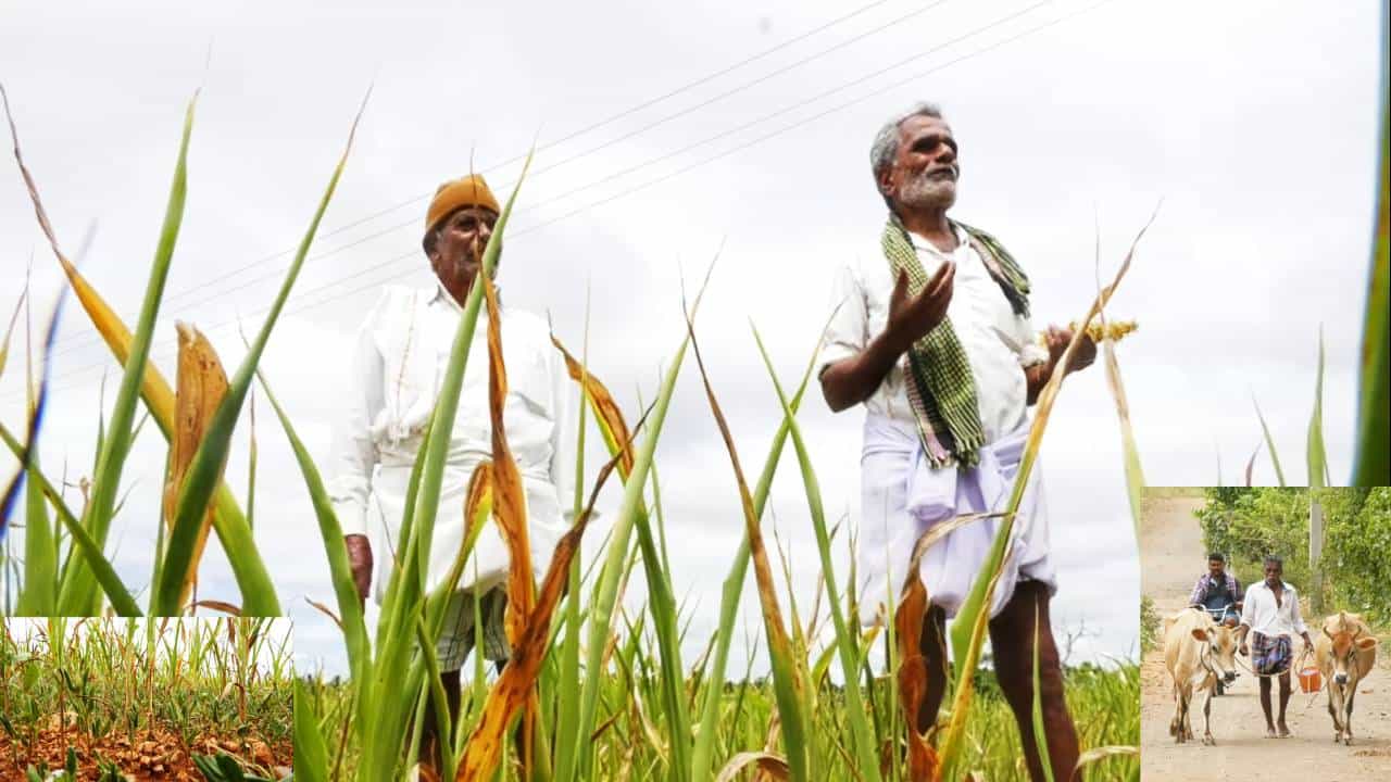 ಕೈ ಕೊಟ್ಟ ಮುಂಗಾರು ಕಂಗಾಲಾದ ಅನ್ನದಾತ! ಇತ್ತ ಬೆಳೆಯೂ ಇಲ್ಲದೆ, ಅತ್ತ ಜಾನುವಾರುಗಳಿಗೆ ಮೇವು ಇಲ್ಲದೆ ರೈತರ ಪರದಾಟ ಕೈ ಕೊಟ್ಟ ಮುಂಗಾರು ಕಂಗಾಲಾದ ಅನ್ನದಾತ! ಇತ್ತ ಬೆಳೆಯೂ ಇಲ್ಲದೆ, ಅತ್ತ ಜಾನುವಾರುಗಳಿಗೆ ಮೇವು ಇಲ್ಲದೆ ರೈತರ ಪರದಾಟ