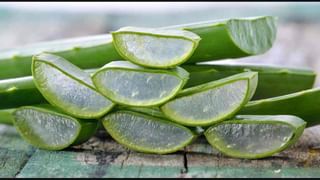 ಅಂಗಿ ಗುಂಡಿ ಬಿಚ್ಚಿ ಹಾಟ್ ಫೋಸು ಕೊಟ್ಟ ನಟಿ ಶರ್ಮಿಳಾ ಮಾಂಡ್ರೆ