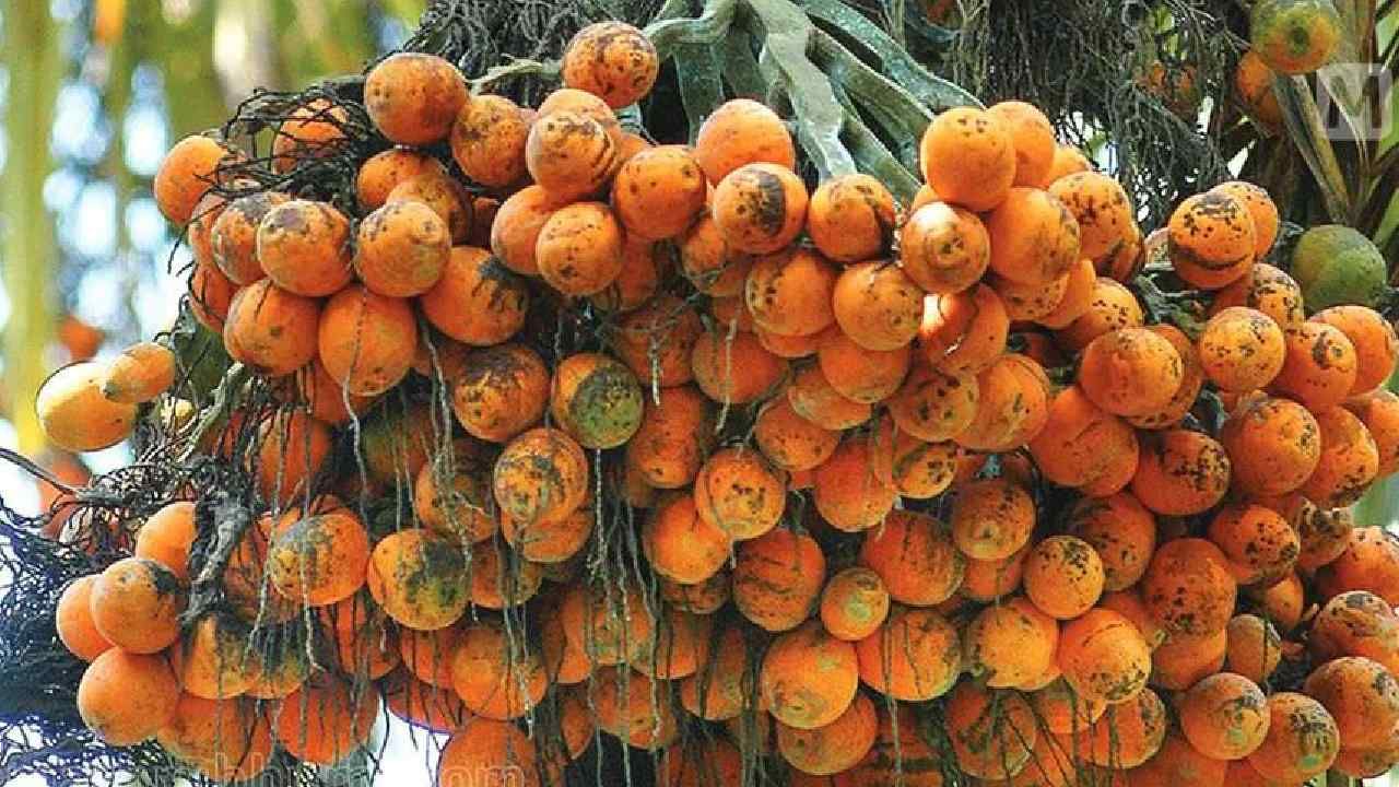 Arecanut Price 14 July: ಇಂದು ಅಡಿಕೆ ಧಾರಣೆ, ಪ್ರಮುಖ ಮಾರುಕಟ್ಟೆಯಲ್ಲಿ ಕೋಕೋ ಮತ್ತು ಅಡಿಕೆ ದರ ಹೀಗಿದೆ Arecanut Price 14 July: ಇಂದು ಅಡಿಕೆ ಧಾರಣೆ, ಪ್ರಮುಖ ಮಾರುಕಟ್ಟೆಯಲ್ಲಿ ಕೋಕೋ ಮತ್ತು ಅಡಿಕೆ ದರ ಹೀಗಿದೆ