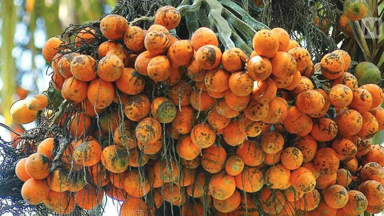 Arecanut Price 14 July: ಇಂದು ಅಡಿಕೆ ಧಾರಣೆ, ಪ್ರಮುಖ ಮಾರುಕಟ್ಟೆಯಲ್ಲಿ ಕೋಕೋ ಮತ್ತು ಅಡಿಕೆ ದರ ಹೀಗಿದೆ Arecanut Price 14 July: ಇಂದು ಅಡಿಕೆ ಧಾರಣೆ, ಪ್ರಮುಖ ಮಾರುಕಟ್ಟೆಯಲ್ಲಿ ಕೋಕೋ ಮತ್ತು ಅಡಿಕೆ ದರ ಹೀಗಿದೆ