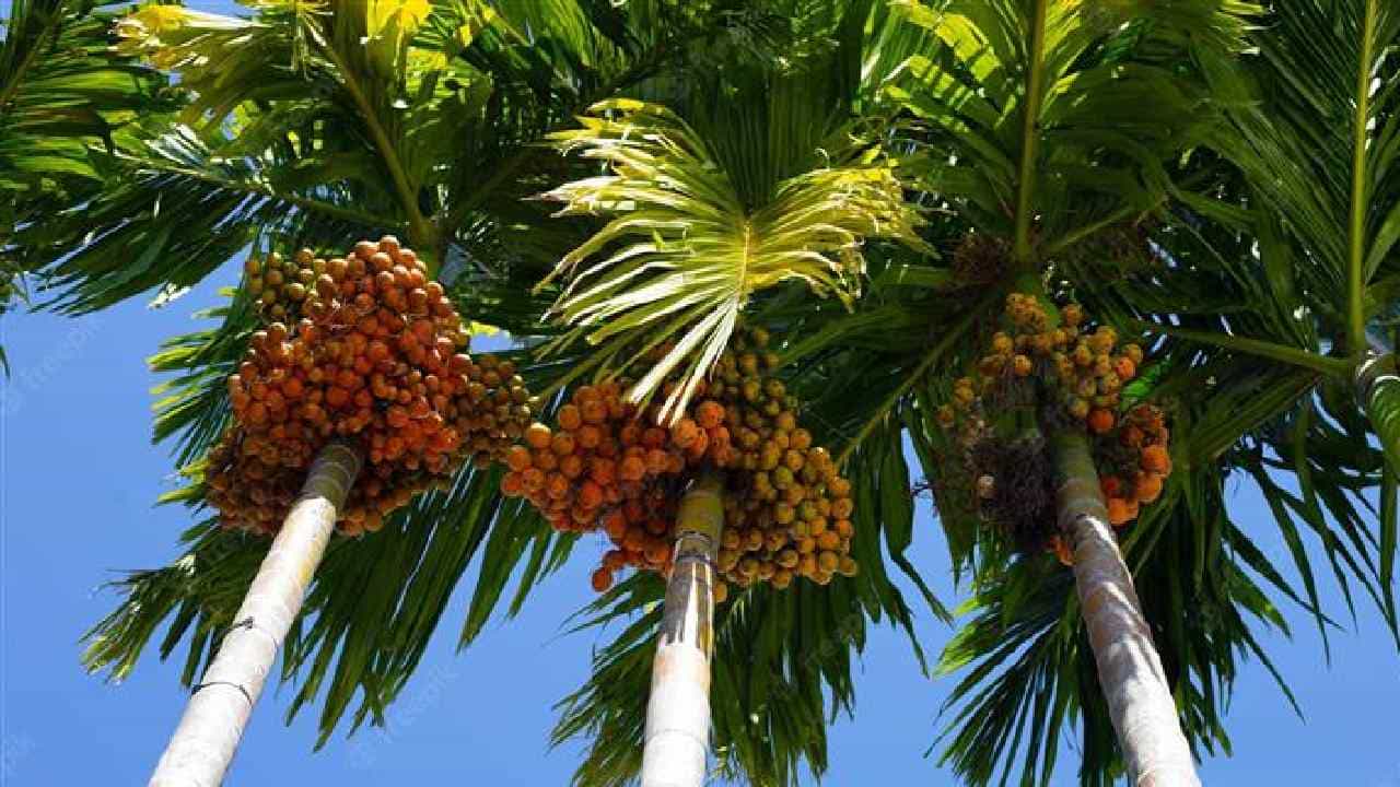 Mangaluru: ಅಡಿಕೆ ಮತ್ತು ಕಾಳುಮೆಣಸು ಒಳಗೊಂಡ ಹವಾಮಾನ ಆಧಾರಿತ ಬೆಳೆ ವಿಮೆ ಕಂತು ಪಾವತಿಗೆ ಆದೇಶ Mangaluru: ಅಡಿಕೆ ಮತ್ತು ಕಾಳುಮೆಣಸು ಒಳಗೊಂಡ ಹವಾಮಾನ ಆಧಾರಿತ ಬೆಳೆ ವಿಮೆ ಕಂತು ಪಾವತಿಗೆ ಆದೇಶ