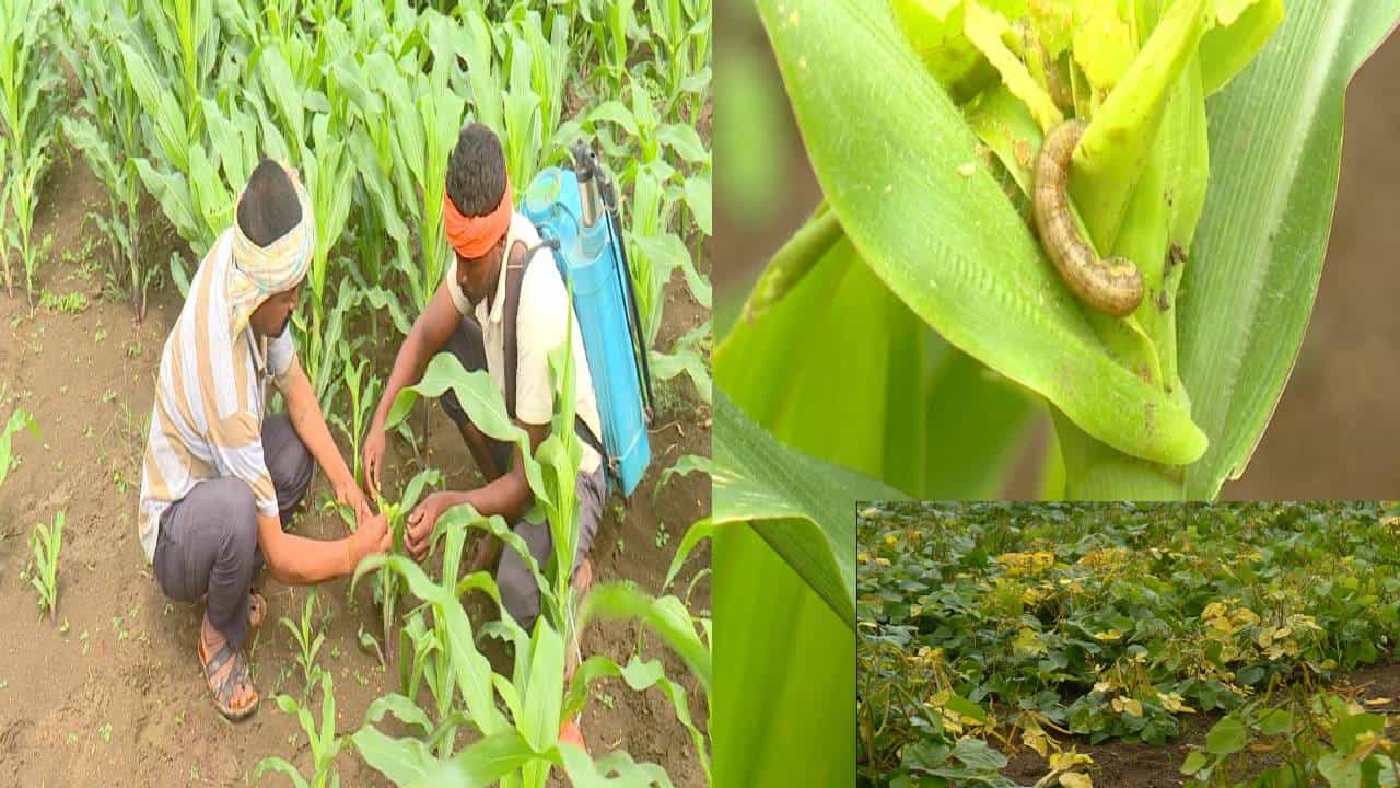 ಬಾಗಲಕೋಟೆ: ವಾತಾವರಣ ವೈಪರೀತ್ಯದಿಂದ ಬೆಳೆಗಳಿಗೆ ಕೀಟಗಳ ಕಾಟ; ರೈತರ ಅಳಲು ಬಾಗಲಕೋಟೆ: ವಾತಾವರಣ ವೈಪರೀತ್ಯದಿಂದ ಬೆಳೆಗಳಿಗೆ ಕೀಟಗಳ ಕಾಟ; ರೈತರ ಅಳಲು