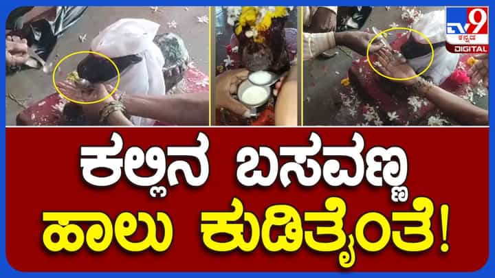 Bidar News: ಜಿಲ್ಲೆಯ ಹಲವಾರು ಗ್ರಾಮಗಳಲ್ಲಿ ಬಸವನ ವಿಗ್ರಹ ಹಾಲು-ನೀರು ಕುಡಿಯುವ ವಿಡಿಯೋಗಳು ವೈರಲ್! Bidar News: ಜಿಲ್ಲೆಯ ಹಲವಾರು ಗ್ರಾಮಗಳಲ್ಲಿ ಬಸವನ ವಿಗ್ರಹ ಹಾಲು-ನೀರು ಕುಡಿಯುವ ವಿಡಿಯೋಗಳು ವೈರಲ್!