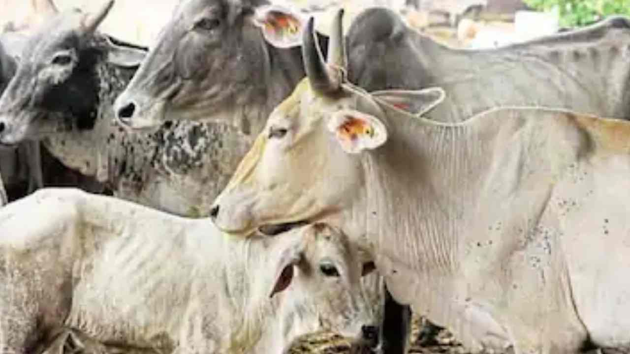 ನಡು ರಸ್ತೆಯಲ್ಲಿ ಬಿದ್ದ ಗೋವಿನ ತಲೆ: ಸಾಮಾಜಿಕ ಜಾಲತಾಣಗಳಲ್ಲಿ ಫೋಟೋ ವೈರಲ್ ನಡು ರಸ್ತೆಯಲ್ಲಿ ಬಿದ್ದ ಗೋವಿನ ತಲೆ: ಸಾಮಾಜಿಕ ಜಾಲತಾಣಗಳಲ್ಲಿ ಫೋಟೋ ವೈರಲ್