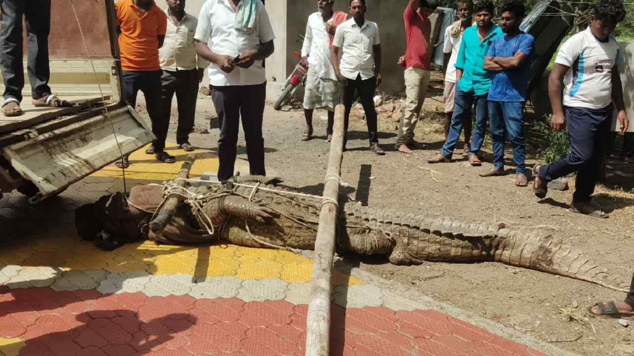 ಬಾಗಲಕೋಟೆ: ಬತ್ತಿದ ಕೃಷ್ಣಾ ನದಿ, ಗ್ರಾಮಕ್ಕೆ ಎಂಟ್ರಿಕೊಟ್ಟ 12 ಅಡಿ ಉದ್ದದ ಮೊಸಳೆ!