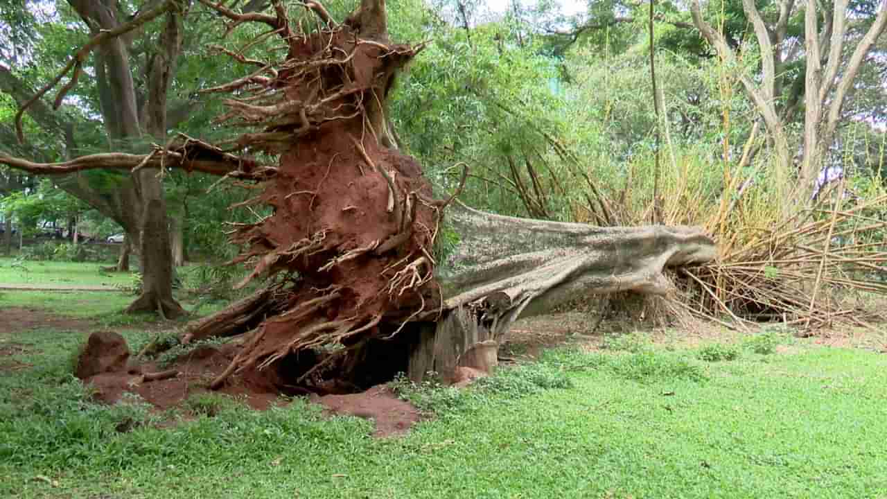 ಸಾಲು ಸಾಲು ಮರ ಬಿದ್ದು ತಿಂಗಳು ಕಳೆದರೂ ತೆರವು ಕಾರ್ಯ ನಡೆದಿಲ್ಲ; ಅಧಿಕಾರಿಗಳ ನಿರ್ಲಕ್ಷ್ಯಕ್ಕೆ ಕಬ್ಬನ್ ಪಾರ್ಕ್ ವಿಸಿಟರ್ಸ್​ ಆಕ್ರೋಶ