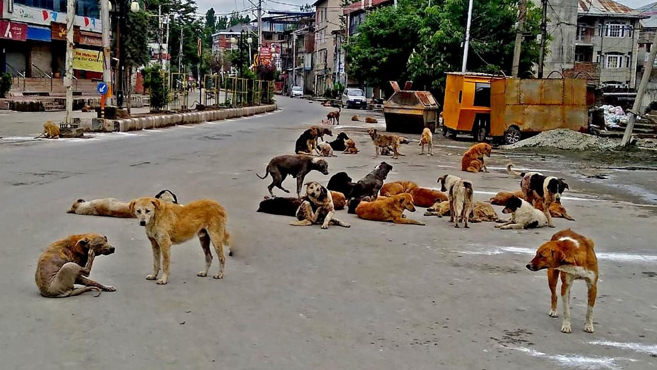 ರೇಬಿಸ್ ರೋಗ ತಡೆಗಟ್ಟಲು ಬಿಬಿಎಂಪಿ ವ್ಯಾಪ್ತಿಯ ಬೀದಿ ನಾಯಿಗಳ ಸಮೀಕ್ಷೆ