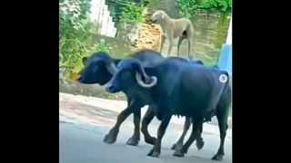 Viral Video: ಇವರುಗಳ ಶ್ರಮಕ್ಕೆ ವಿಜ್ಞಾನವೂ ವಿಚಾರವೂ ಕೌಶಲವೂ ಸೇರಿದಾಗ