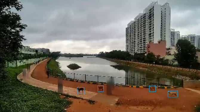 Street Dog Census: ಡ್ರೋನ್ ಬಳಸಿ ಬೀದಿ ನಾಯಿಗಳ ಸರ್ವೆ, ಜೆಪಿ ಪಾರ್ಕ್​ಗೆ ಬರುವ ನಾಯಿಗಳ ಸ್ಥಳಾಂತರಕ್ಕೆ ಸಾರ್ವಜನಿಕರ ಒತ್ತಾಯ