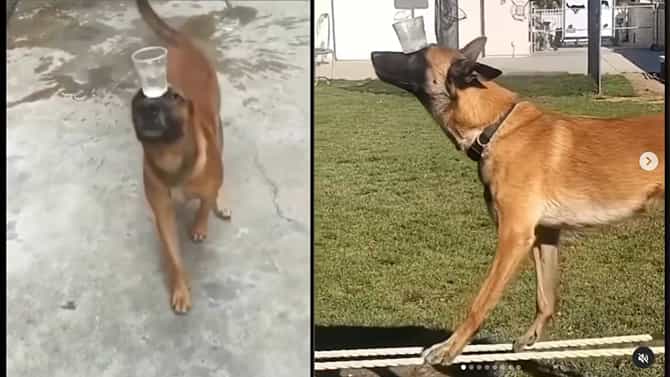 Viral Video: ಮನುಷ್ಯರೇ, ಬದುಕಿನ ಬ್ಯಾಲೆನ್ಸ್​ ಸೂತ್ರವೂ ಇದೇ; ದಂಡಿಸಿ ದೇಹವನ್ನೂ ಮನಸ್ಸನ್ನೂ