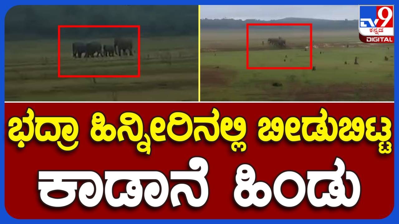 Chikmagalur: ಎನ್ ಆರ್ ಪುರ ಭದ್ರಾ ಹಿನ್ನೀರು ಪ್ರದೇಶದಲ್ಲಿ ಬೀಡು ಬಿಟ್ಟ ಅನೆ ಹಿಂಡು, ಆತಂಕಗೊಂಡ ಸ್ಥಳೀಯರು