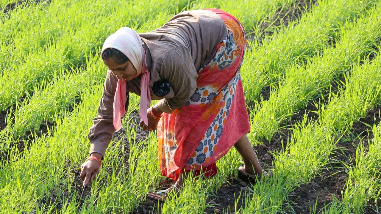 PM Kisan Scheme: ಪಿಎಂ ಕಿಸಾನ್: ಇಂದು 14ನೇ ಕಂತಿನ ಹಣ ಬಿಡುಗಡೆ; 8 ಕೋಟಿಗೂ ಹೆಚ್ಚು ಫಲಾನುಭವಿಗಳಲ್ಲಿ ನೀವಿದ್ದೀರಾ? ಪಟ್ಟಿ ನೋಡಿ