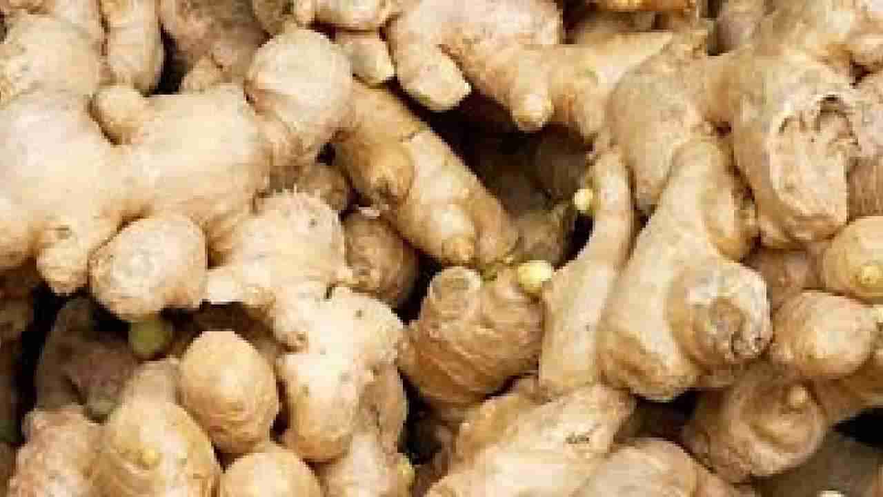 Ginger Price: ಇತಿಹಾಸದಲ್ಲೇ ಮೊದಲ ಬಾರಿಗೆ ಶುಂಠಿಗೆ ಬಂತು ಬಂಗಾರದ ಬೆಲೆ